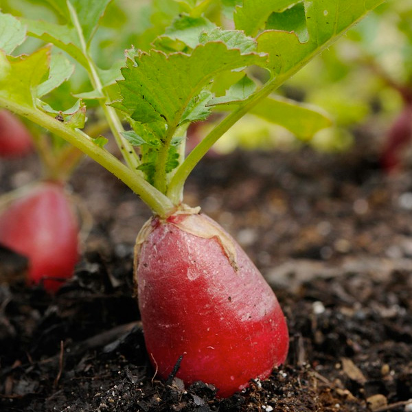 Root Vegetable Gardening Information