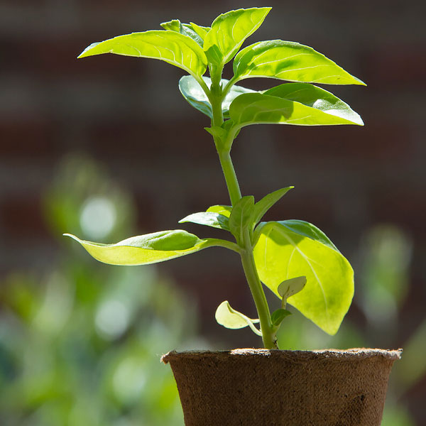 Starting a Vegetable Garden