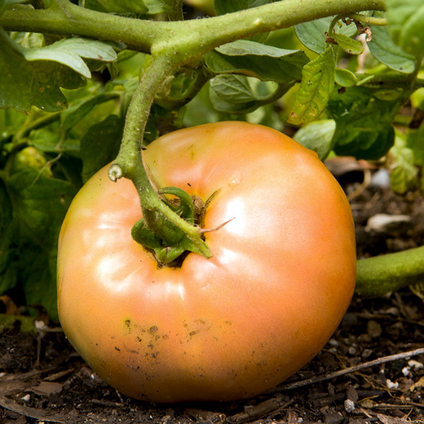 Tomato Gardening Information