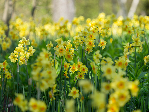 daffodils