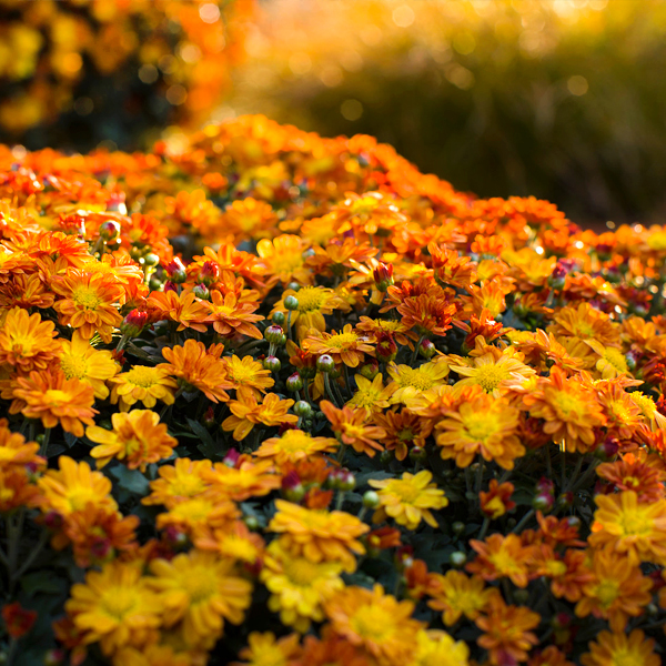 Early Fall Flowers