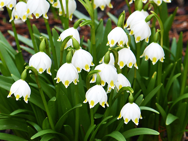 early spring blooms