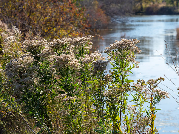 prairie plants