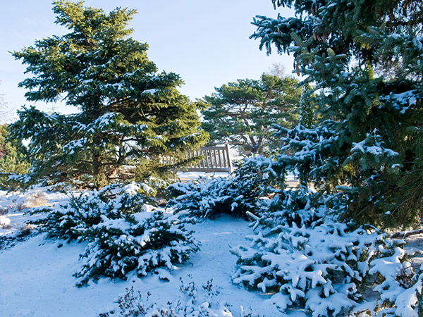 dwarf conifer garden