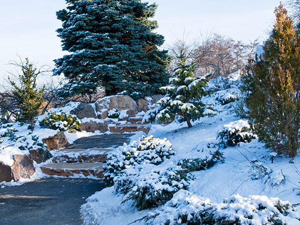 dwarf conifer garden