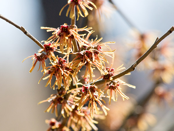 witch hazel