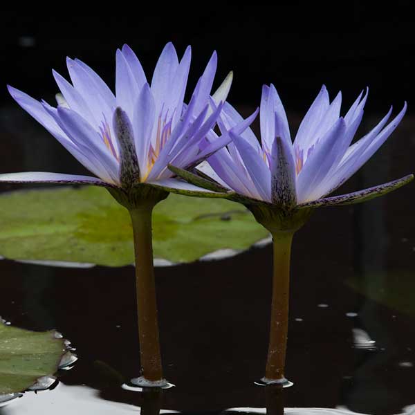 Nymphaea 'Blue Beauty'