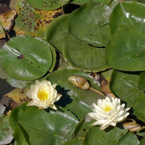 Nymphaea 'Denver'