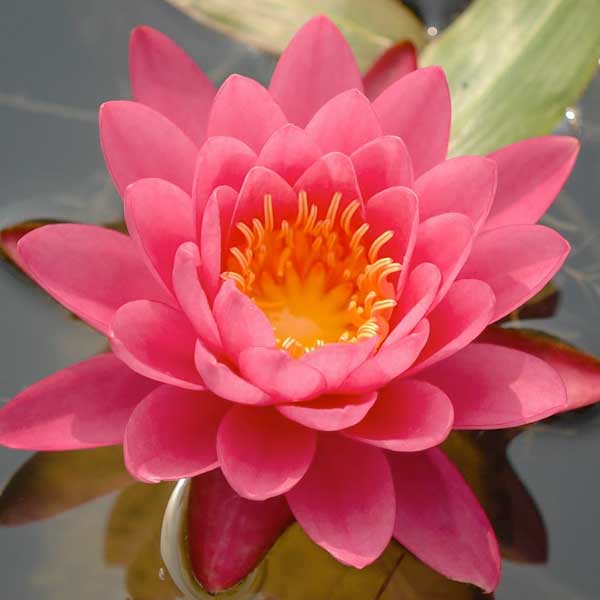 Nymphaea 'Mayla'