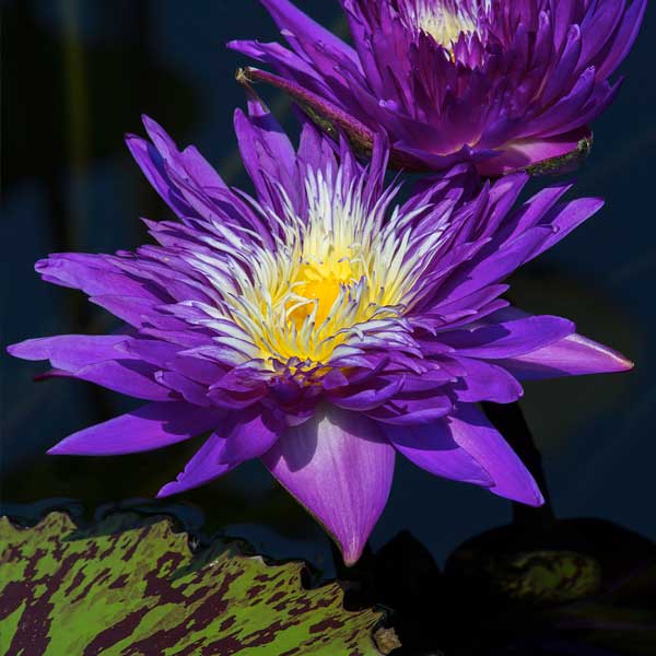 Nymphaea 'Plum Crazy'