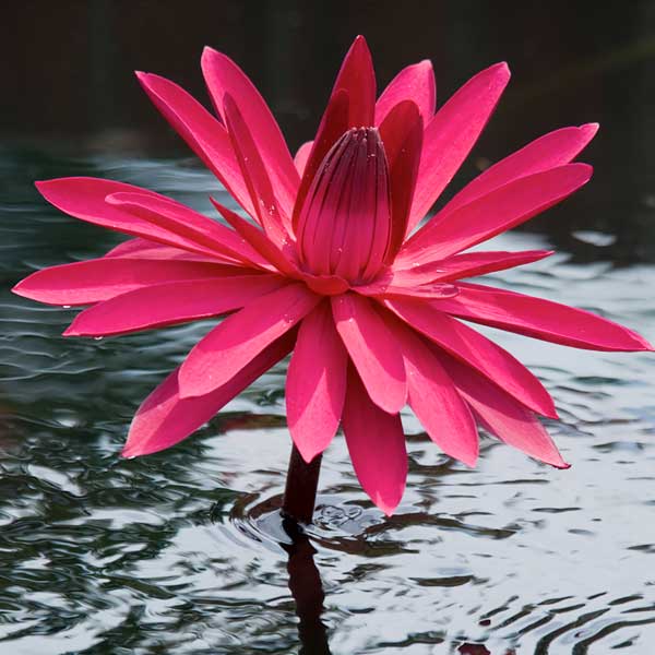 Nymphaea 'Red Flare'