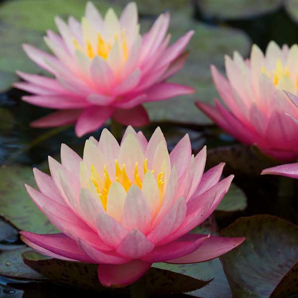 Nymphaea 'Sunfire'