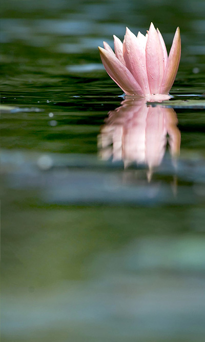 Waterlilies at the Garden