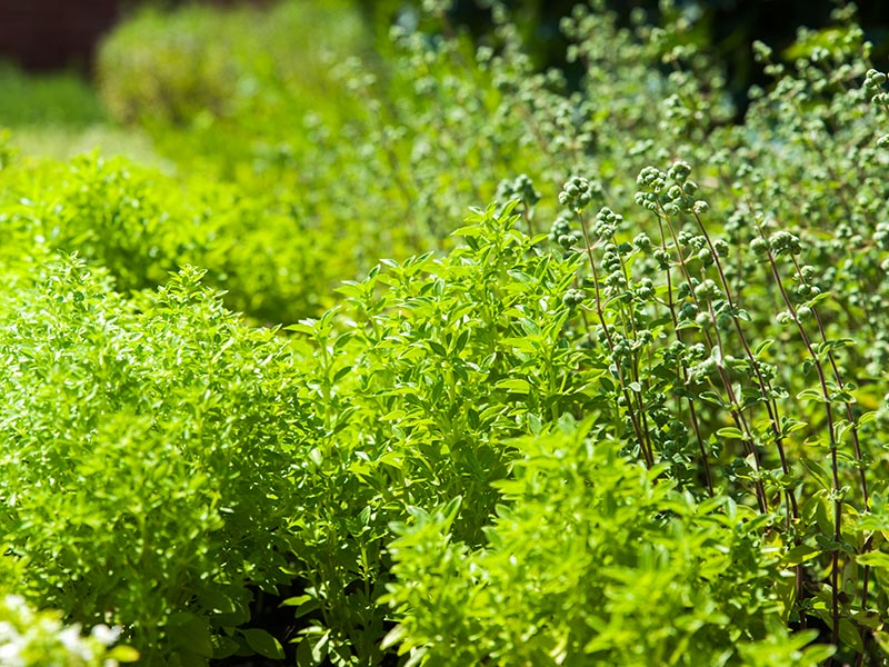 Aromatic herbs