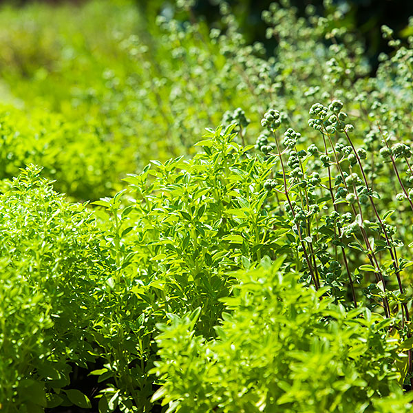 Aromatic Herbs