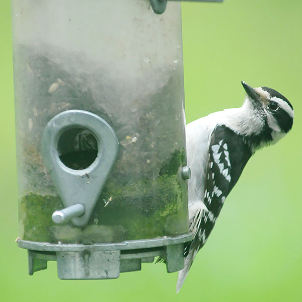 Attracting birds to your garden