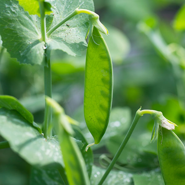 Early spring crops