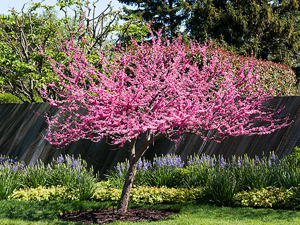 Plant a redbud tree