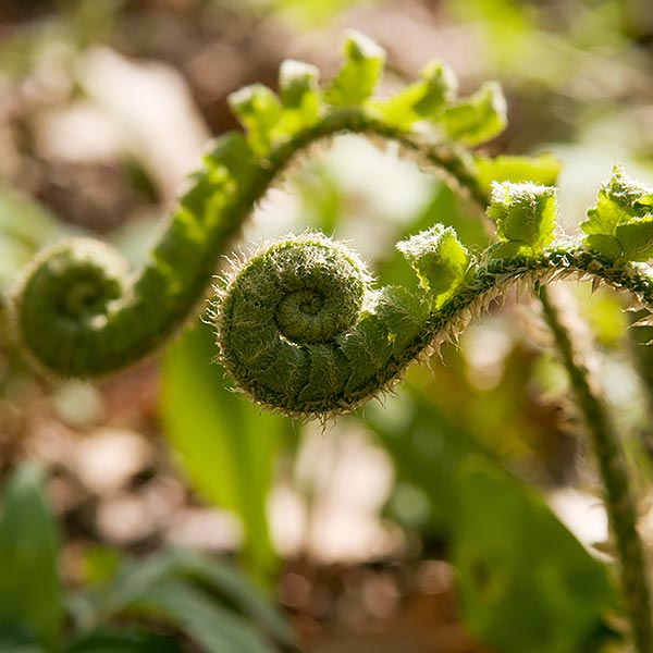 fern in the woods