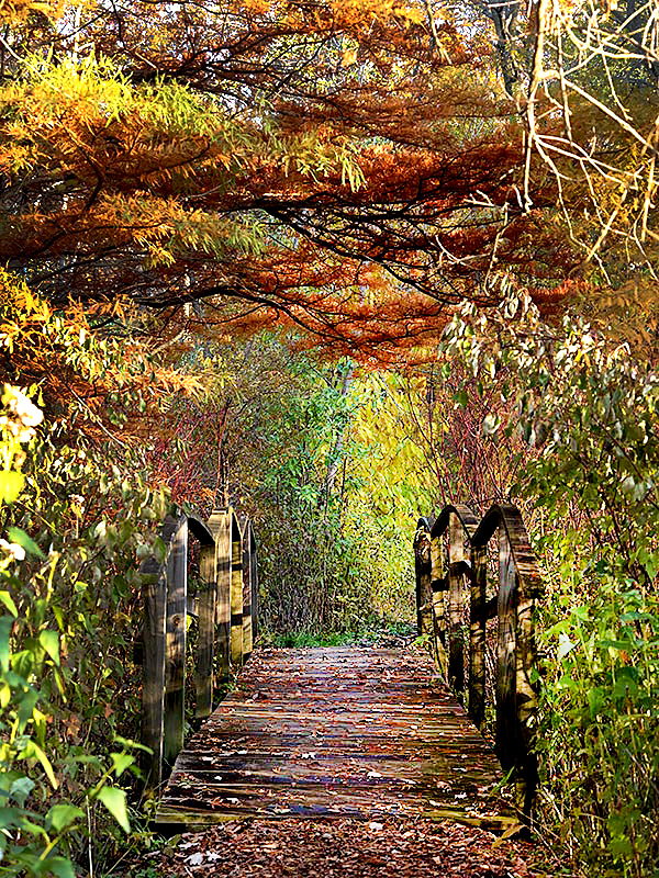 Woods in fall