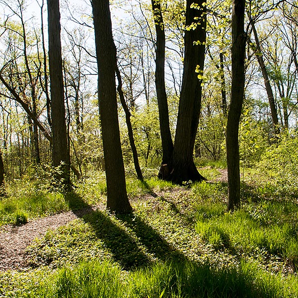 Forest Bathing