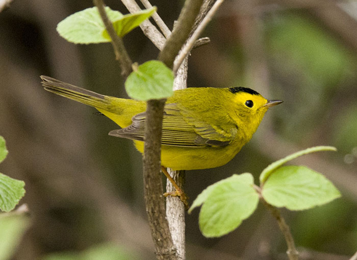 Wilson's Warbler