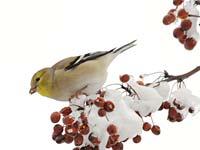 goldfinch