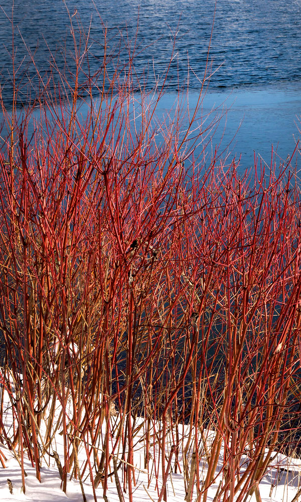 Winter - Finding Awe