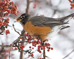 Attracting Birds in Winter