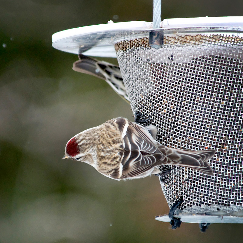 Feeding Birds