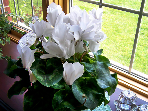 House Plants in Winter