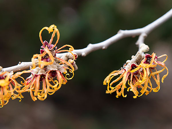 witch hazel