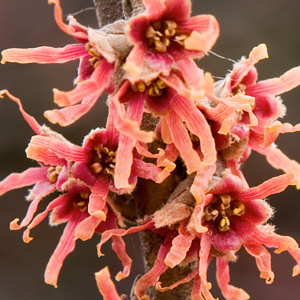 Hamamelis vernalis 'Lombart's Weeping'