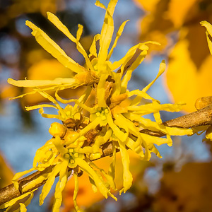 Hamamelis virginiana 'Harvest Moon'