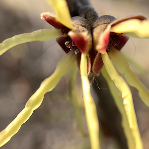 Witch Hazel bloom