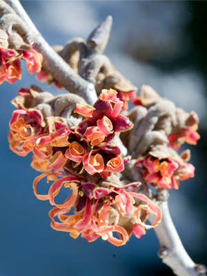 Witch Hazel bloom in winter