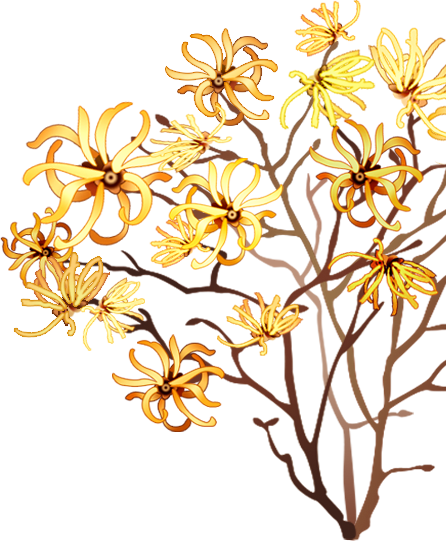 Witch Hazel Illustration