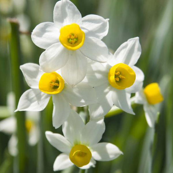 In Praise of Mini-Daffodils