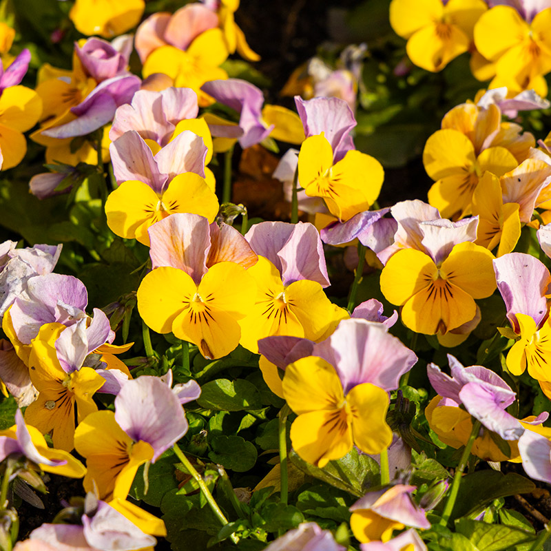 Viola cornuta ‘Sorbet® XP Yellow Pink Jump Up’