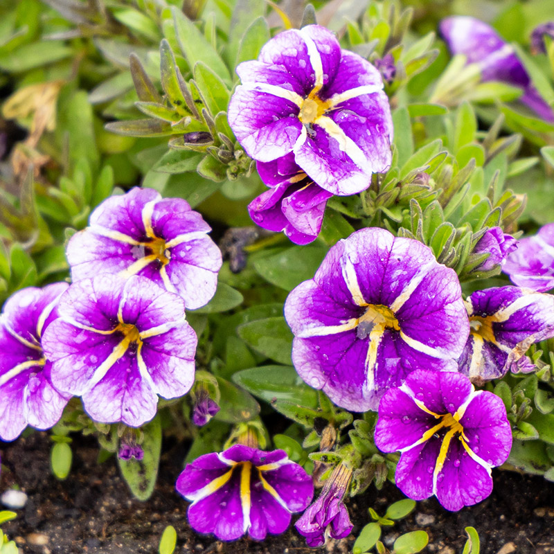 Calibrachoa ‘Conga™ Purple Star Balcongplar’