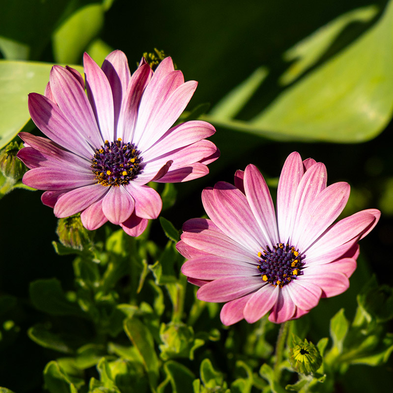 Dimorphotheca ecklonis ‘Serenity™ Pink Magic Balserpima’