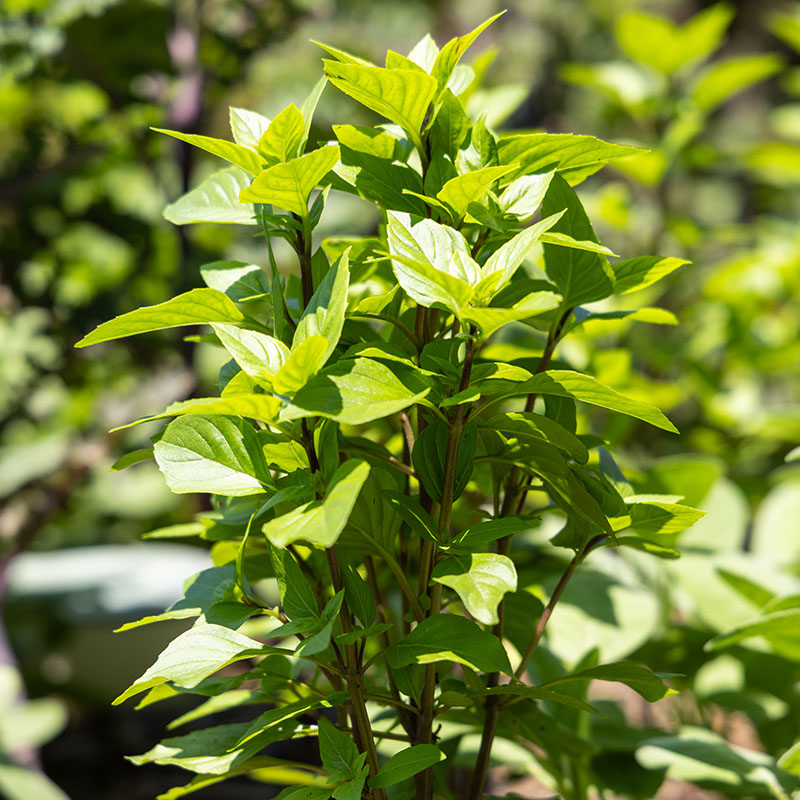 Ocimum basilicum ‘Everleaf Thai Towers’