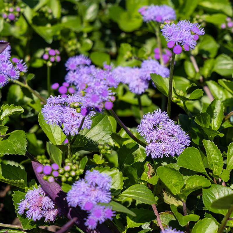Ageratum ‘Monarch Magic Agerboyuma’
