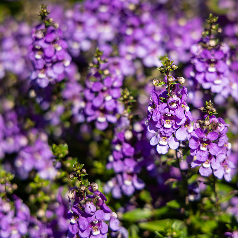 Angelonia angustifolia ‘Serena® Blue’