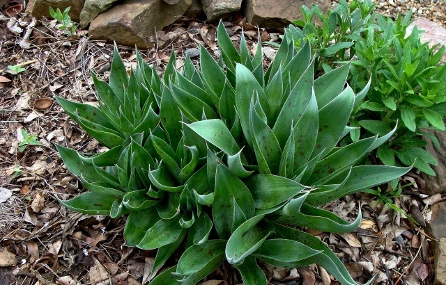 Spotted form of Manfreda virginica [Agave virginica] (Photographed by Sid Vogelpohl)
