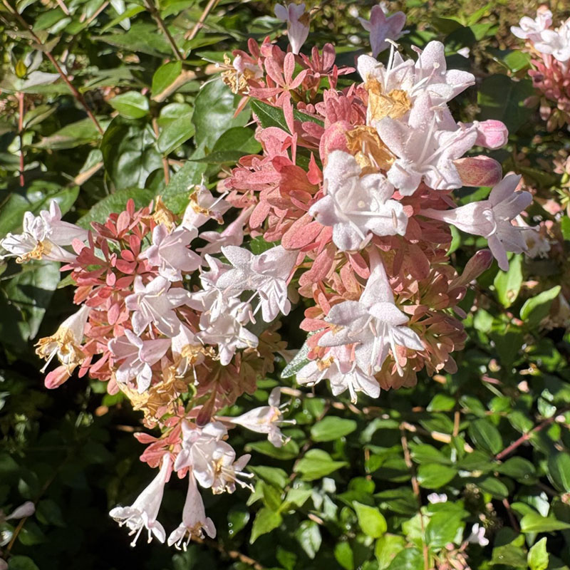 Abelia × grandiflora ‘Keiser’