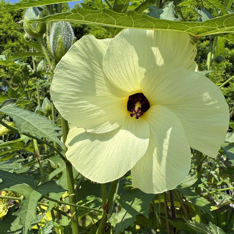 Abelmoschus manihot