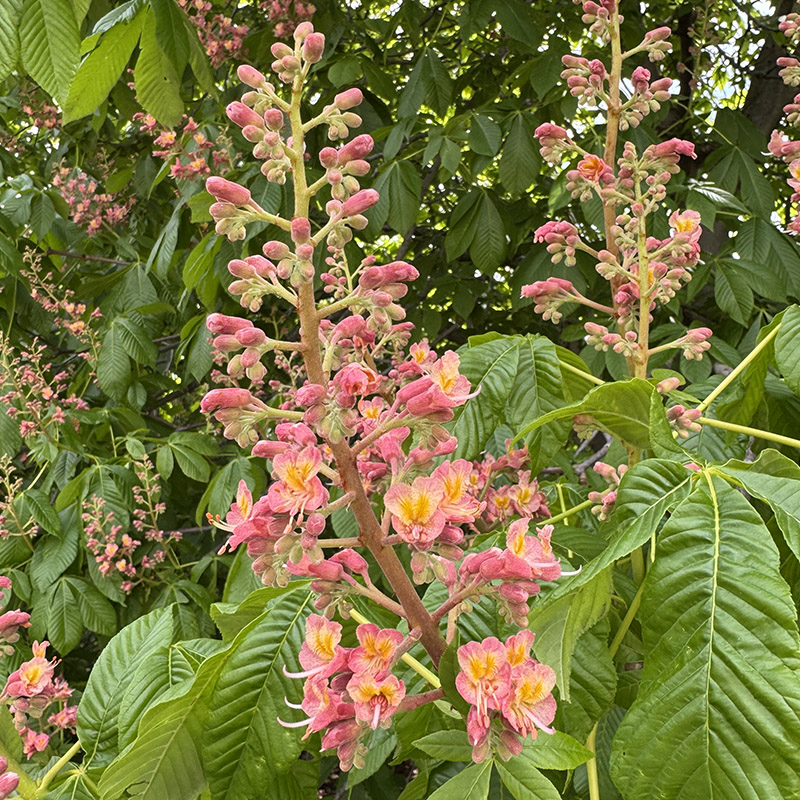 Aesculus × carnea ‘Fort McNair’