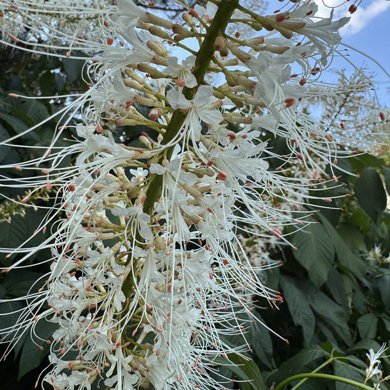 Aesculus parviflora var. serotina ‘Rogers’