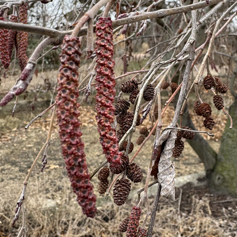 Alnus incana ‘Pendula’